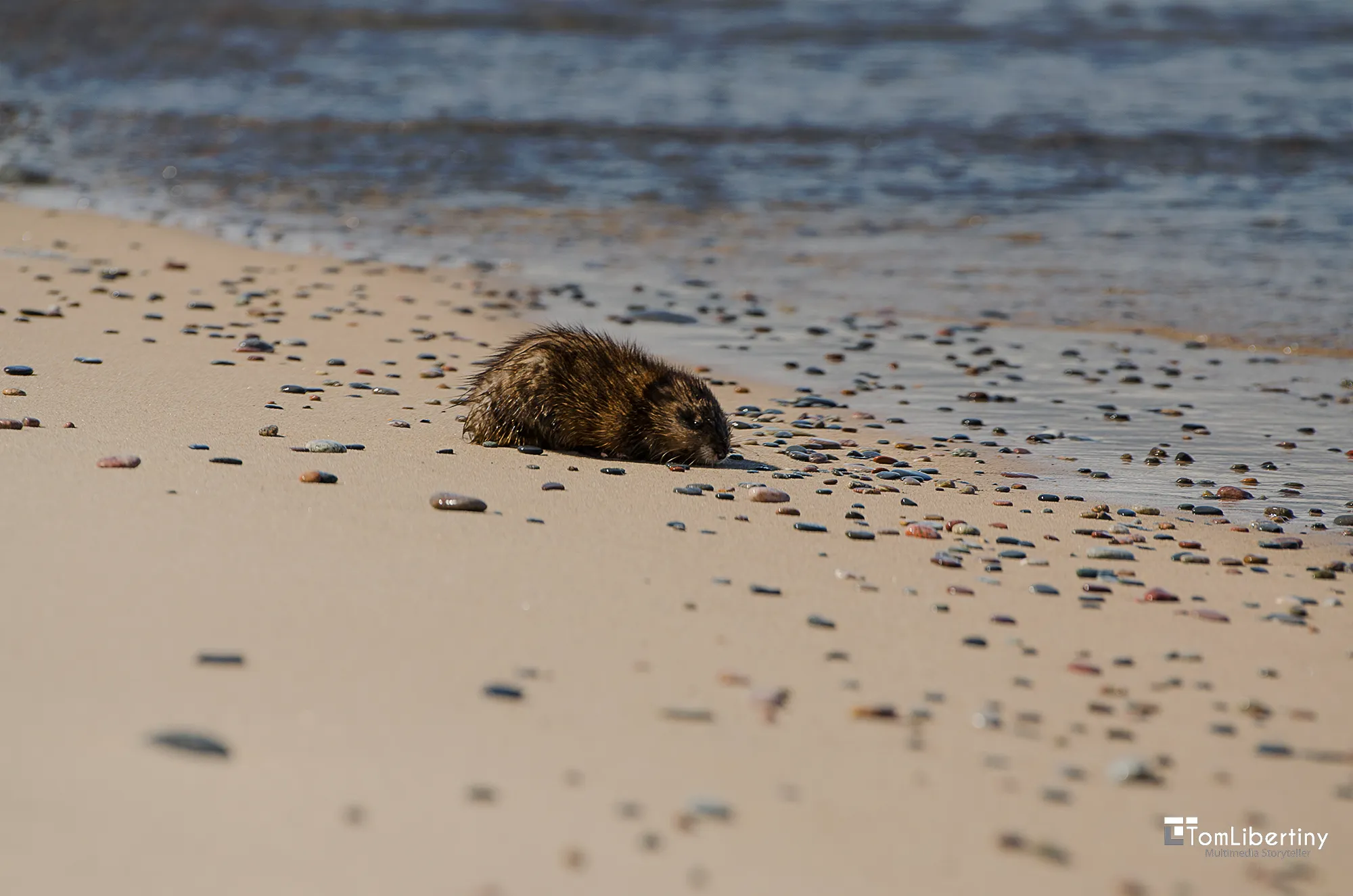 Tom Libertiny, Michigan, 12 Mile Beach